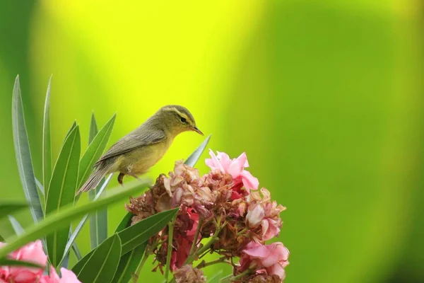Gelbbrauensänger Ruht Sich Auf Blütenzweigen Aus Und Trinkt Blütenzutaten Tadoba — Stockfoto