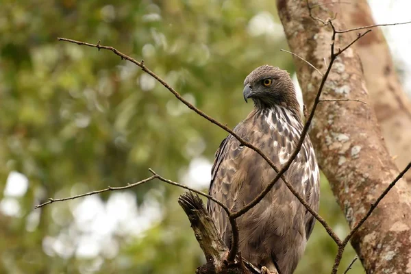 Aquila Falco Crested sta riposando su un albero — Foto Stock