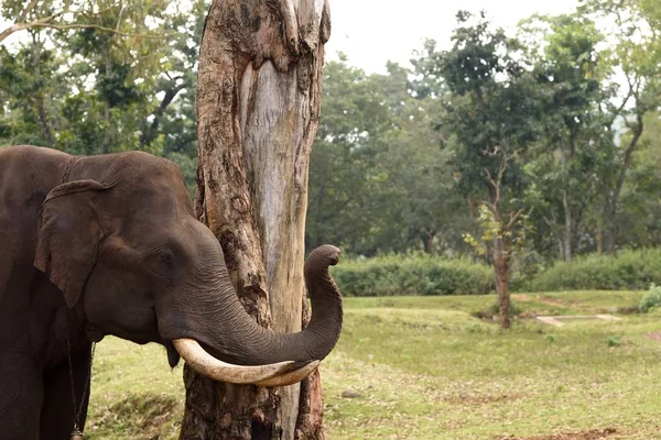 Elefant in der Nähe von Baumstamm angekettet — Stockfoto
