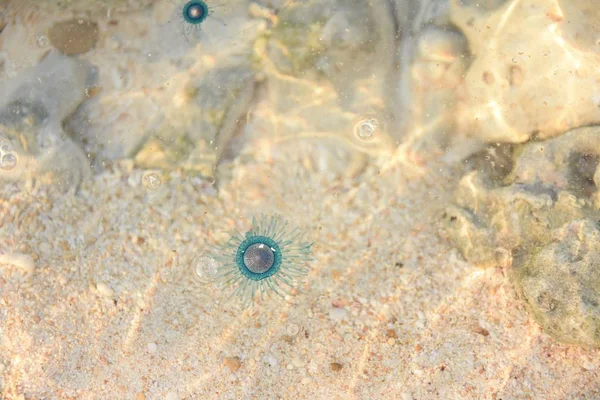 Medusas azuis perto da costa marítima — Fotografia de Stock