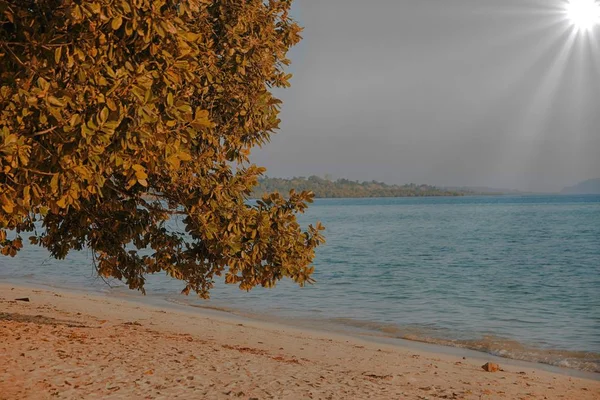 Gyönyörű kilátás nyílik a fára a strandon Jogdíjmentes Stock Fotók