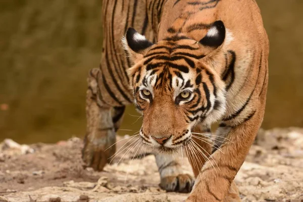 A headon image of  female Bengal tiger — 스톡 사진