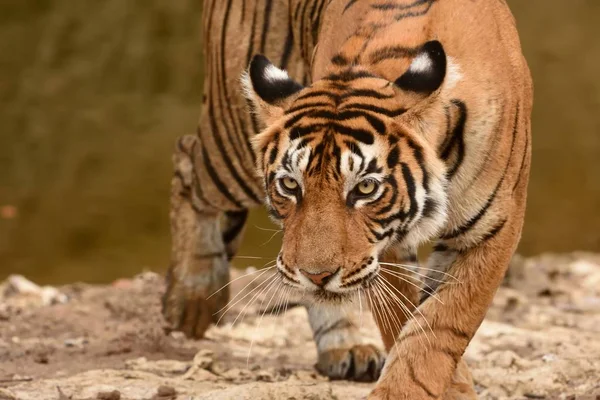 Ein Kopfbild des weiblichen bengalen Tigers Stockbild