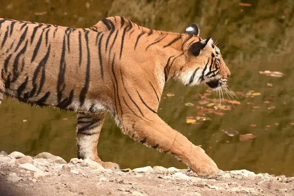 Uma foto de close-up da fêmea tigre de Bengala andando — Fotografia de Stock