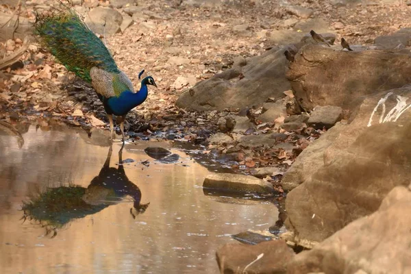 Der indische Pfau und seine Spiegelung auf dem Wasser — Stockfoto