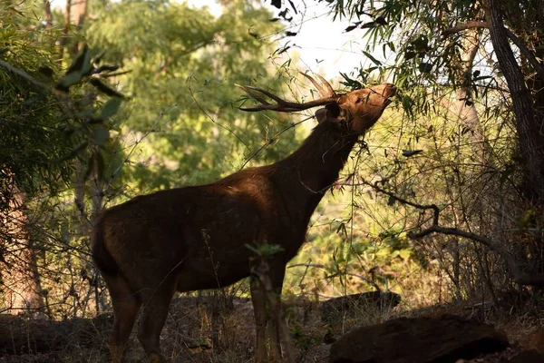 Ciervo soltero Sambar comiendo hojas de árbol — Foto de Stock