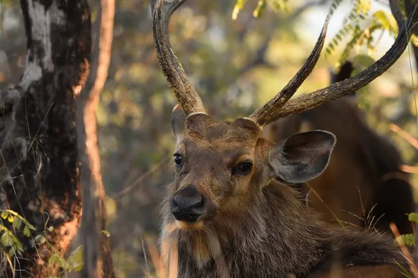 男性サンバー鹿の肖像 インドのマディヤ プラデーシュ州のバンダガルフ国有林で — ストック写真