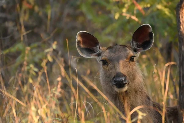 Női Sambar Szarvas Portré Bandhavgarh Nemzeti Erdő Madhya Pradesh Indiában — Stock Fotó