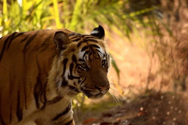 Egy Hatalmas Izmos Hím Tigris Közelkép Hím Tigris Név Bandhavgarh — Stock Fotó