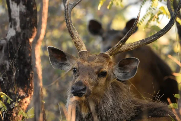 Retrato Del Ciervo Macho Sambar Sentado Frente Hembra Bosque Nacional —  Fotos de Stock