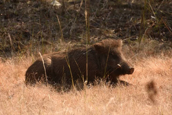 Wild Boar Resting Grassland Bandhavgarh National Park — Stock Photo, Image
