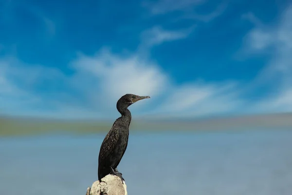 Great Cormorant Resting Wooden Log Erai Dam Tadoba Tiger Reserve — Stock Photo, Image