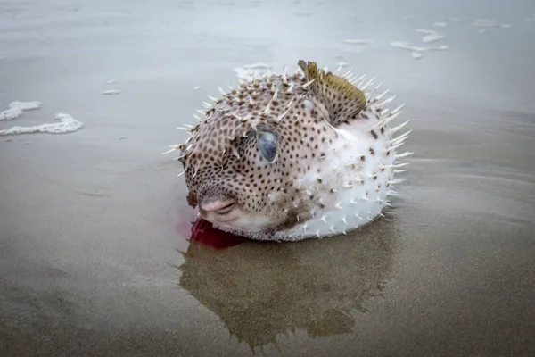 Pufferfish Descartado Praia Este Peixe Venenoso Capturado Pelo Pescador Enquanto Imagens Royalty-Free