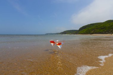 Akvaryumda balık ve cam var.