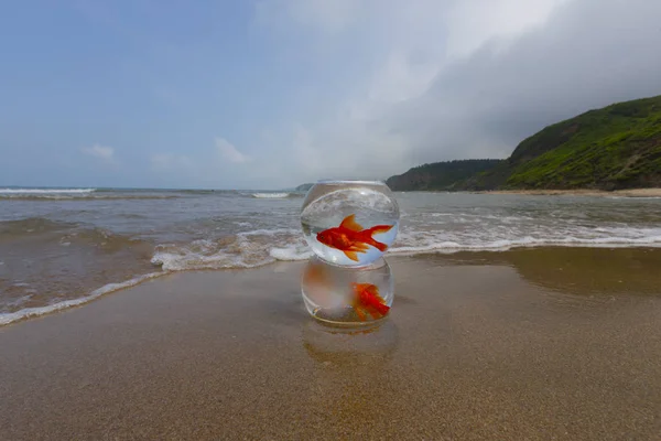 Poissons Aquarium Vagues Mer — Photo