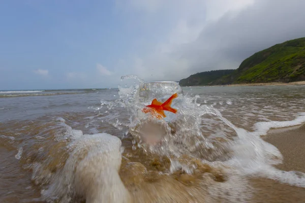 Poissons Aquarium Vagues Mer — Photo