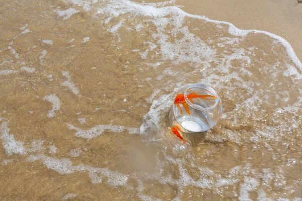 Poissons Aquarium Vagues Mer — Photo