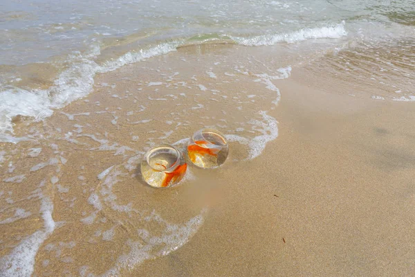 Poissons Aquarium Vagues Mer — Photo