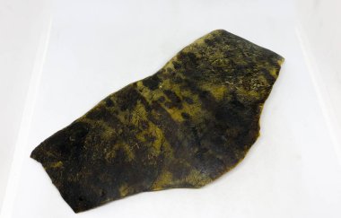 Kaplumbağa kabuğu, ezilmiş. beyaz arkaplan.