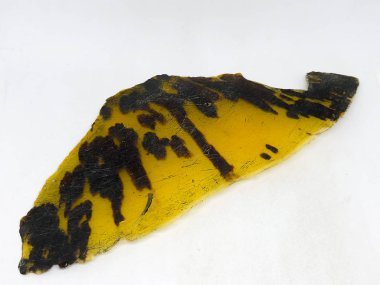 Kaplumbağa kabuğu, ezilmiş. beyaz arkaplan.