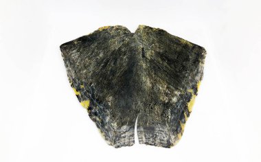 Kaplumbağa kabuğu, ezilmiş. beyaz arkaplan.