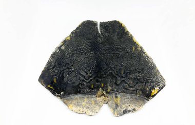 Kaplumbağa kabuğu, ezilmiş. beyaz arkaplan.