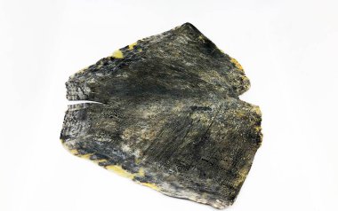 Kaplumbağa kabuğu, ezilmiş. beyaz arkaplan.