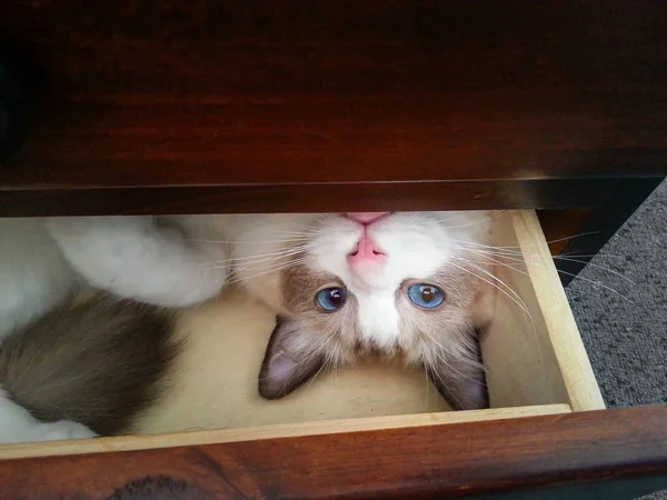 Blauäugiges Kätzchen in einer Schublade lizenzfreie Stockbilder