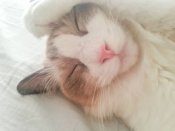 Gato Ragdoll dormido con pata en la cabeza —  Fotos de Stock