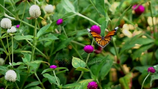 Motýl na květech, pomalý pohyb 