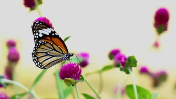 Motýl na květech, pomalý pohyb 