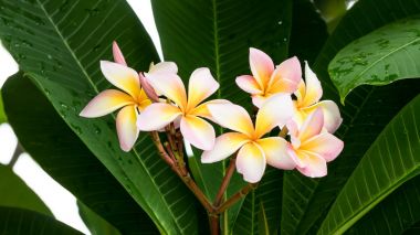 Phumeria çiçek ağaç üzerinde