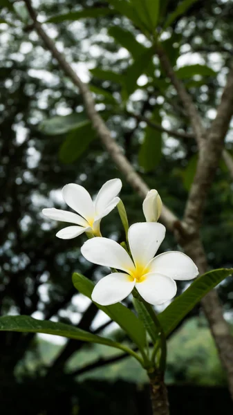 Phumeria flores en el árbol — Foto de Stock