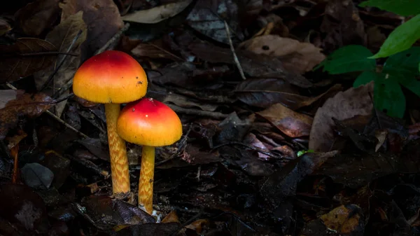 Cogumelo na floresta — Fotografia de Stock