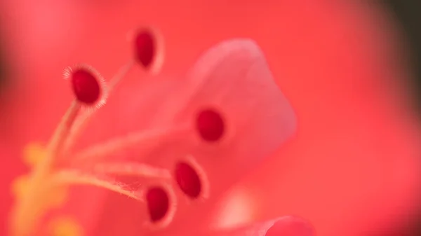 Macro de flor de hibisco — Fotografia de Stock