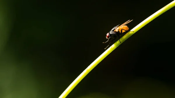 Macro de mouche dans la nature — Photo