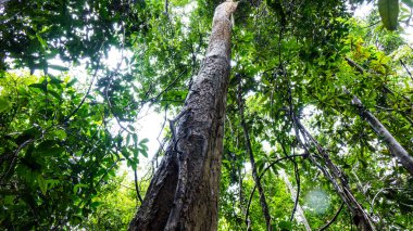 Gül ağacı ormanda