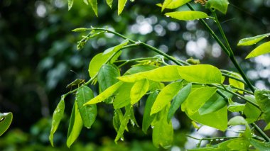 Gül ağacı ormanda