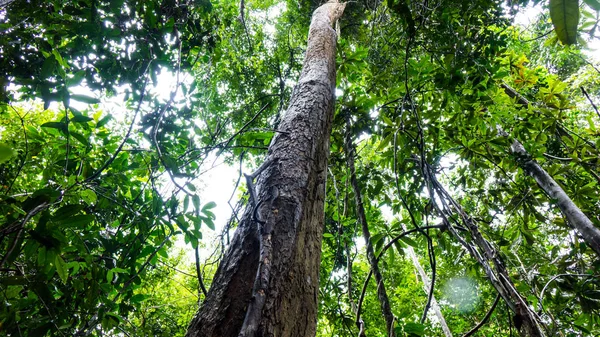 Gül ağacı ormanda