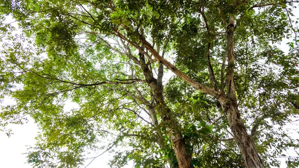 Gül ağacı ormanda