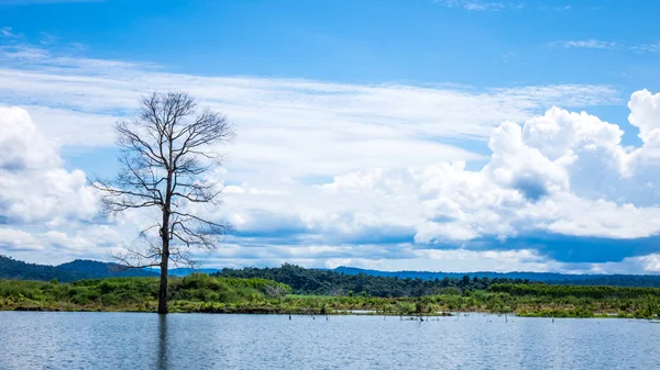 Gül ağacı ağaç ölüm baraj