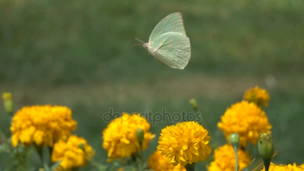 Borboleta em flores, câmera lenta — Vídeo de Stock