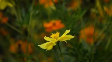 Sarı cosmos ağır çekim 