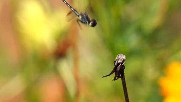 Dragonfly στην αργή κίνηση τα λουλούδια — Αρχείο Βίντεο