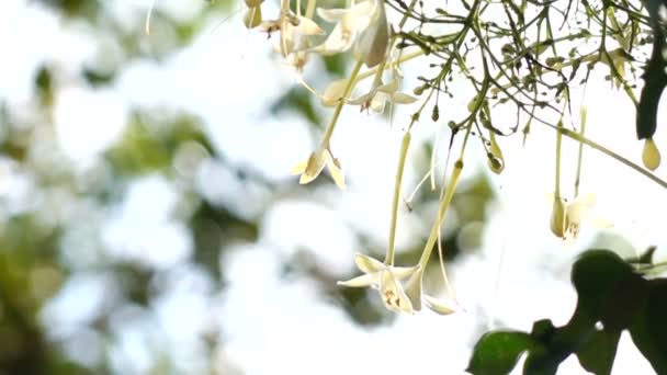 Cork tree flowers slow motion — Stock Video