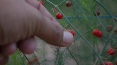 Malzeme çekme kuşkonmaz ağır çekim 
