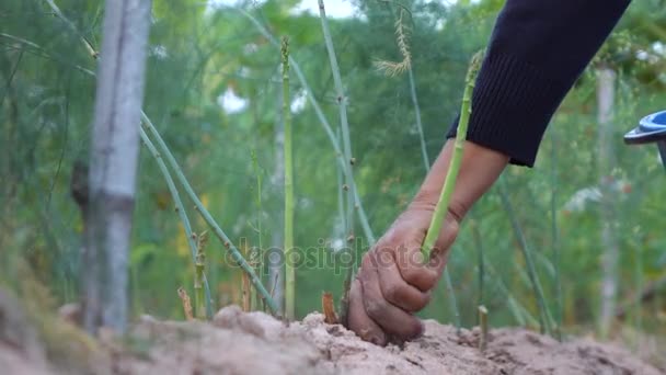 Spargelpflücken Zeitlupe — Stockvideo