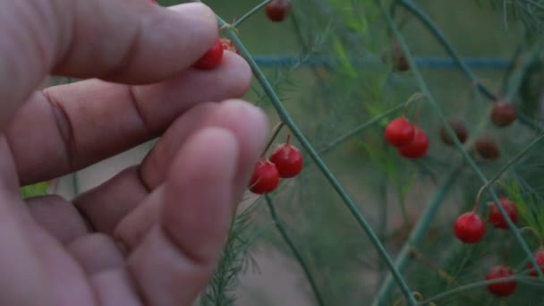 Spargelpflücken Zeitlupe — Stockvideo