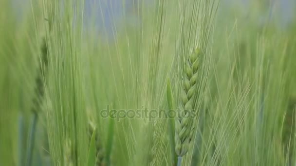 Cebada Verde Campo — Vídeo de stock