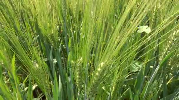 Green Barley Field — Stock Video